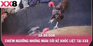 Gà Đá Đòn - Chiêm Ngưỡng Những Màn Sới Kê Khốc Liệt Tại XX8
