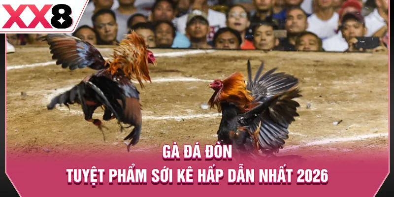 Gà đá đòn - Tuyệt phẩm sới kê hấp dẫn nhất 2026