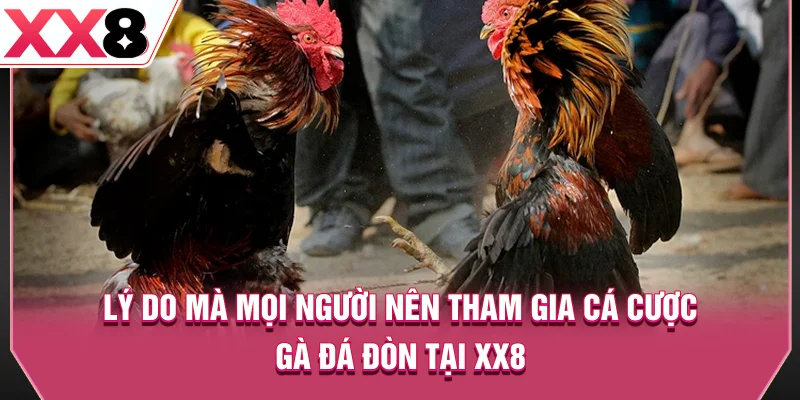Lý do mà mọi người nên tham gia cá cược gà đá đòn tại XX8